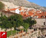 Les orangers de Dubrovnik