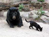 L'ours du zoo de Berlin avec son chat